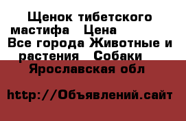 Щенок тибетского мастифа › Цена ­ 60 000 - Все города Животные и растения » Собаки   . Ярославская обл.